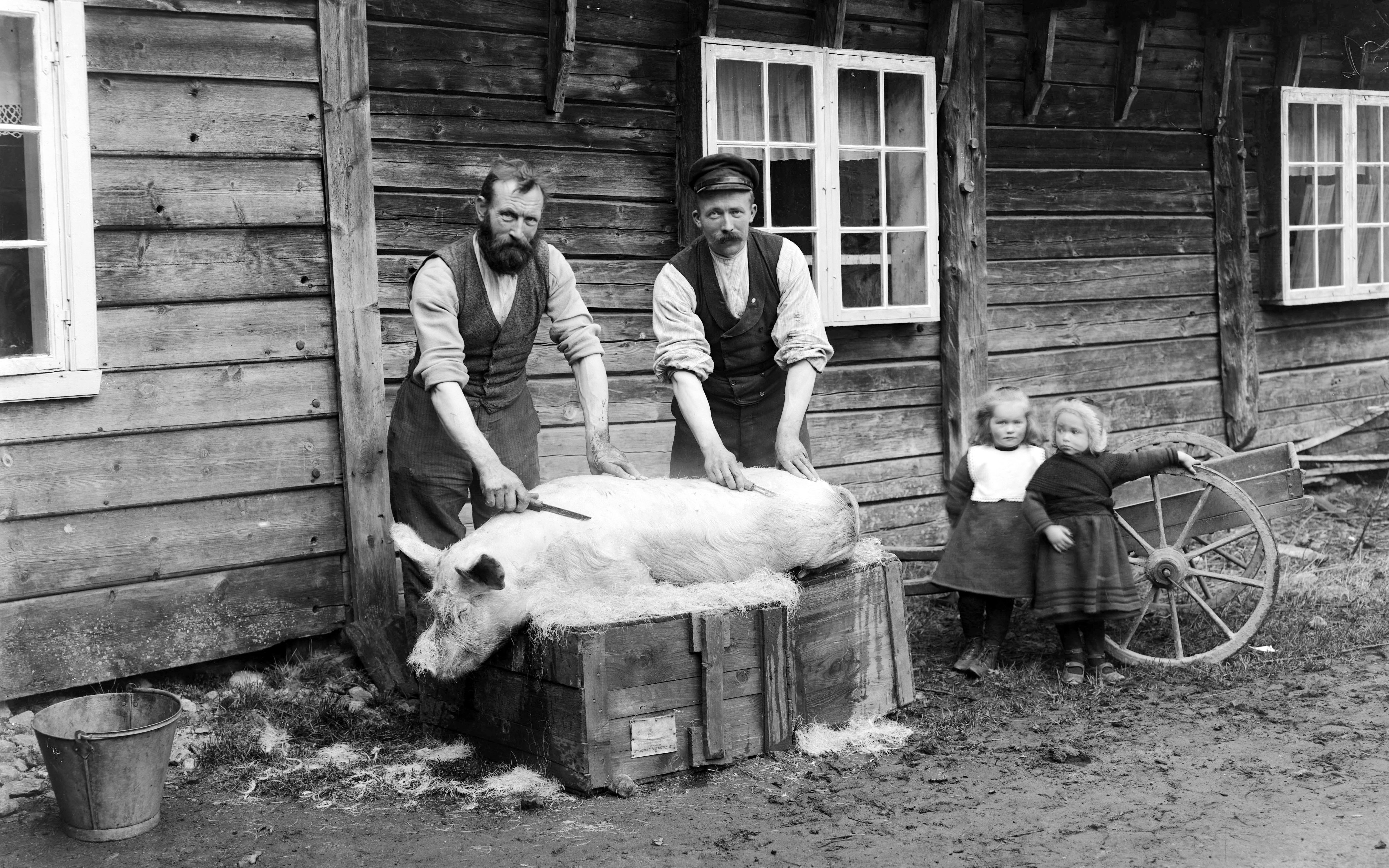 Slakting av gris, Stryn 1905. Bildet viser to menn som skrapar bust av ein gris, med to barn som observerar.