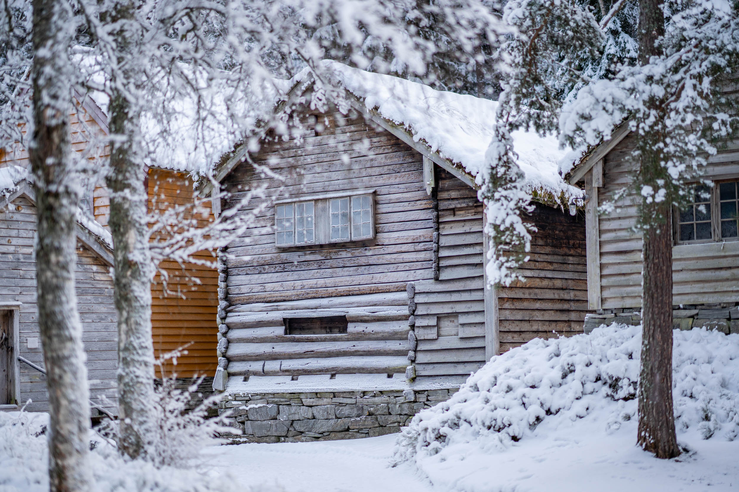 Gamle tømmerhus i to etasjar bak bjørk og furutre, med snø på taket.