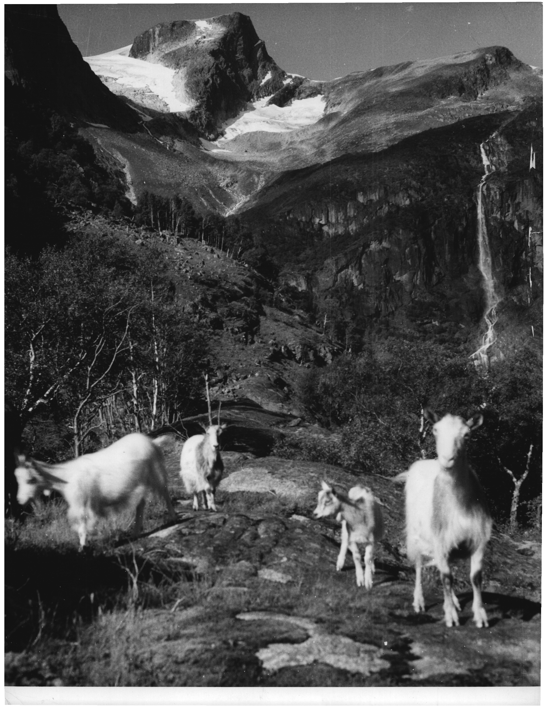 Svart/kvitt-bilde av fire geiter framfor eit fjell med isbre, i Olden i Stryn kommune.
