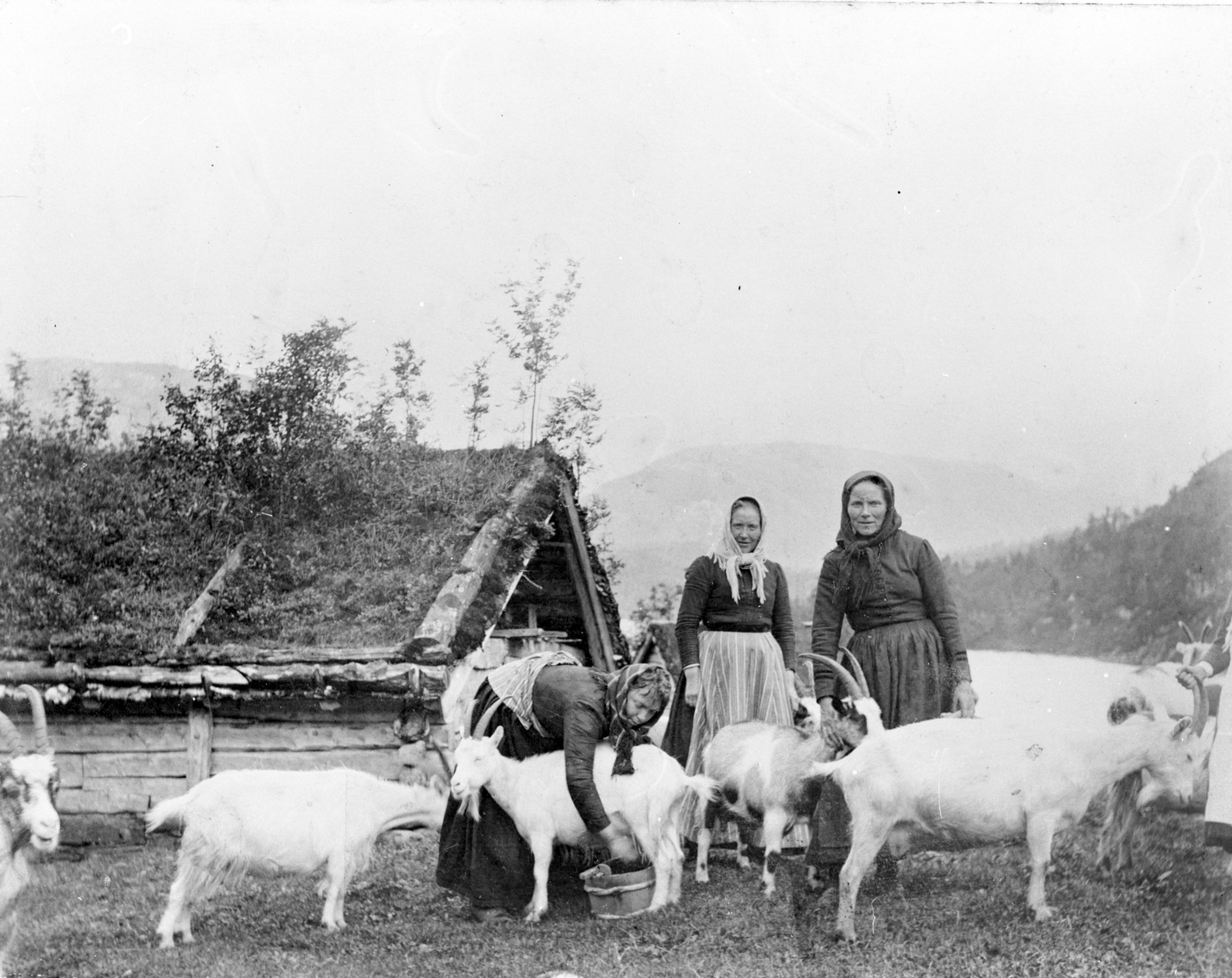 Mjølking av geiter i Hyen, Gloppen. Ca 1900 F.v Maria Tystad, Brita Eikenes og Ida Straume. Bak ser ein kyrafjøsen og vatnet lenger bak.