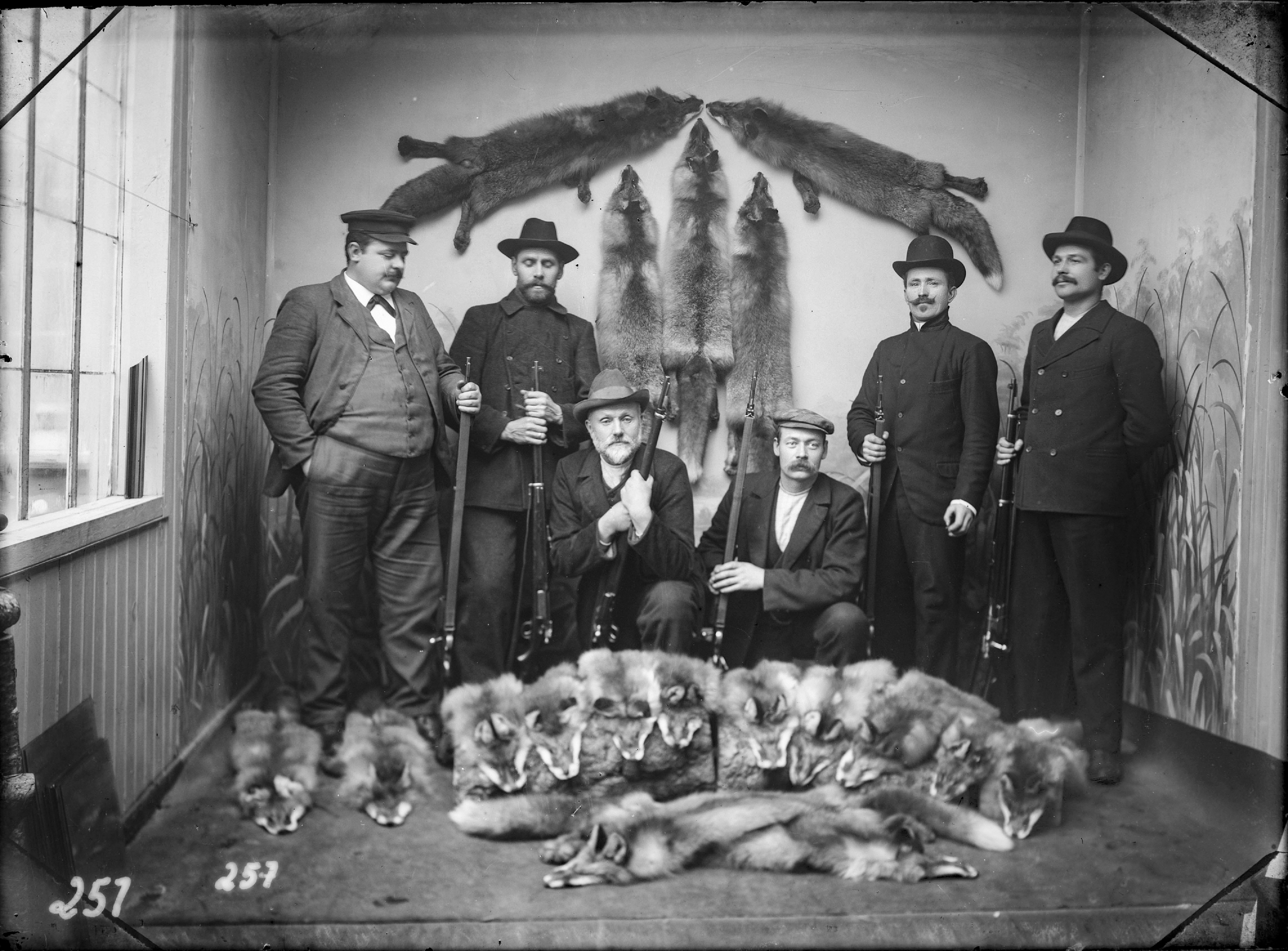 Seks jegarar pynta til fotografering i atelier. Ei stor mengd revepelsar i framgrunnen. Fem skinn heng på veggen bak. Nordfjordeid, 1895-1930.