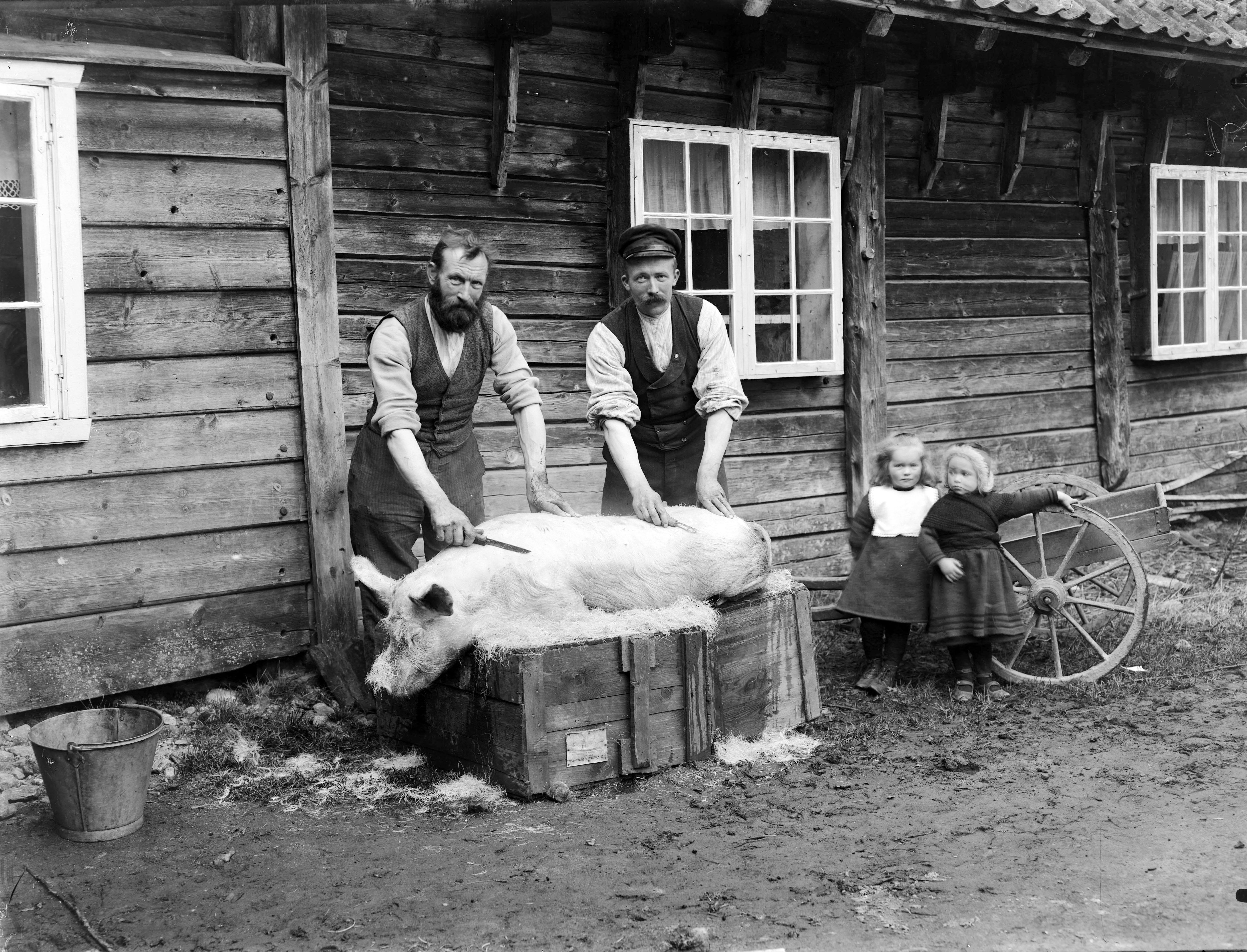 Slakting av gris, Stryn 1905. Bildet viser to menn som skrapar bust av ein gris, med to barn som observerar.