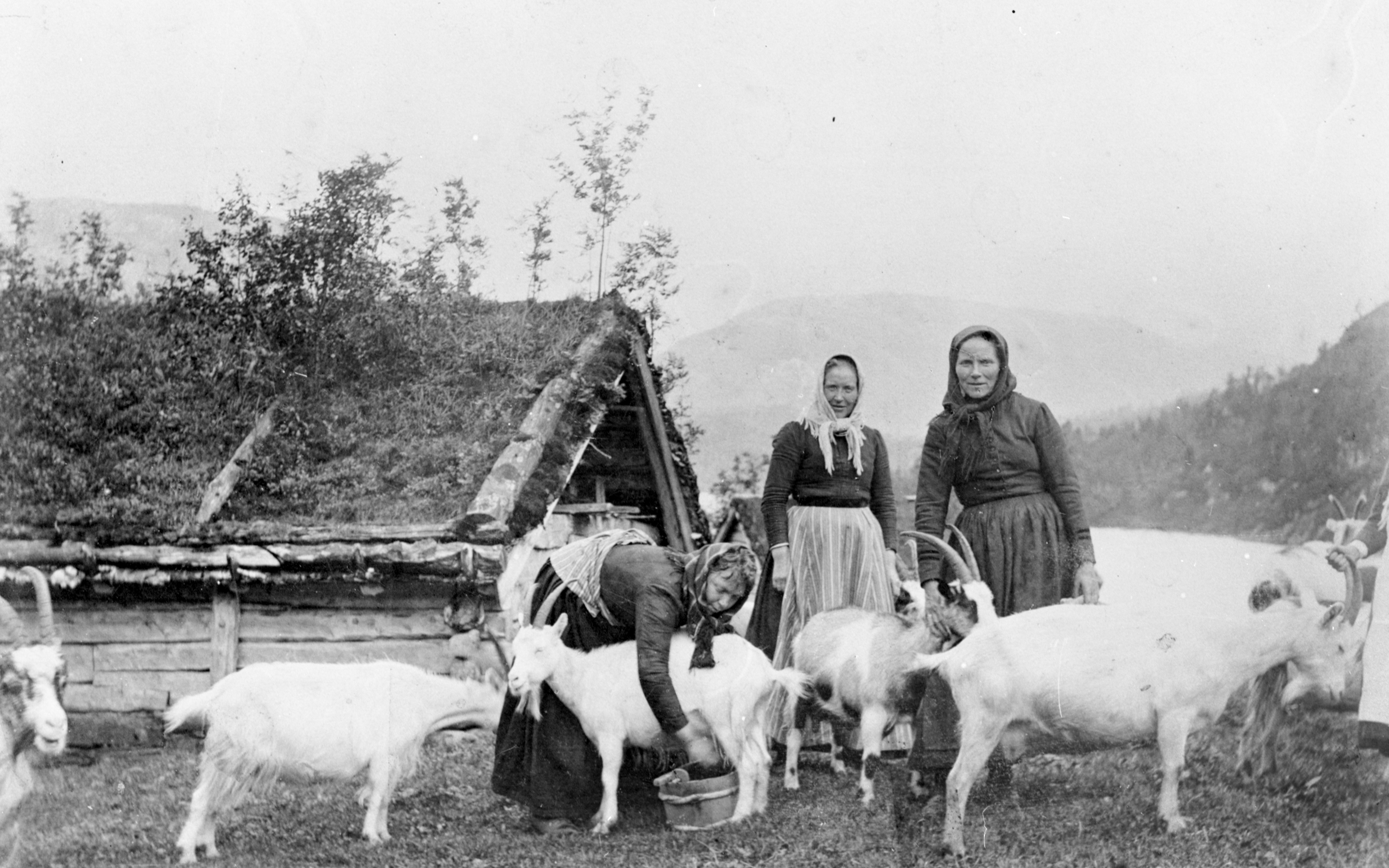 Mjølking av geiter i Hyen, Gloppen. Ca 1900 F.v Maria Tystad, Brita Eikenes og Ida Straume. Bak ser ein kyrafjøsen og vatnet lenger bak.