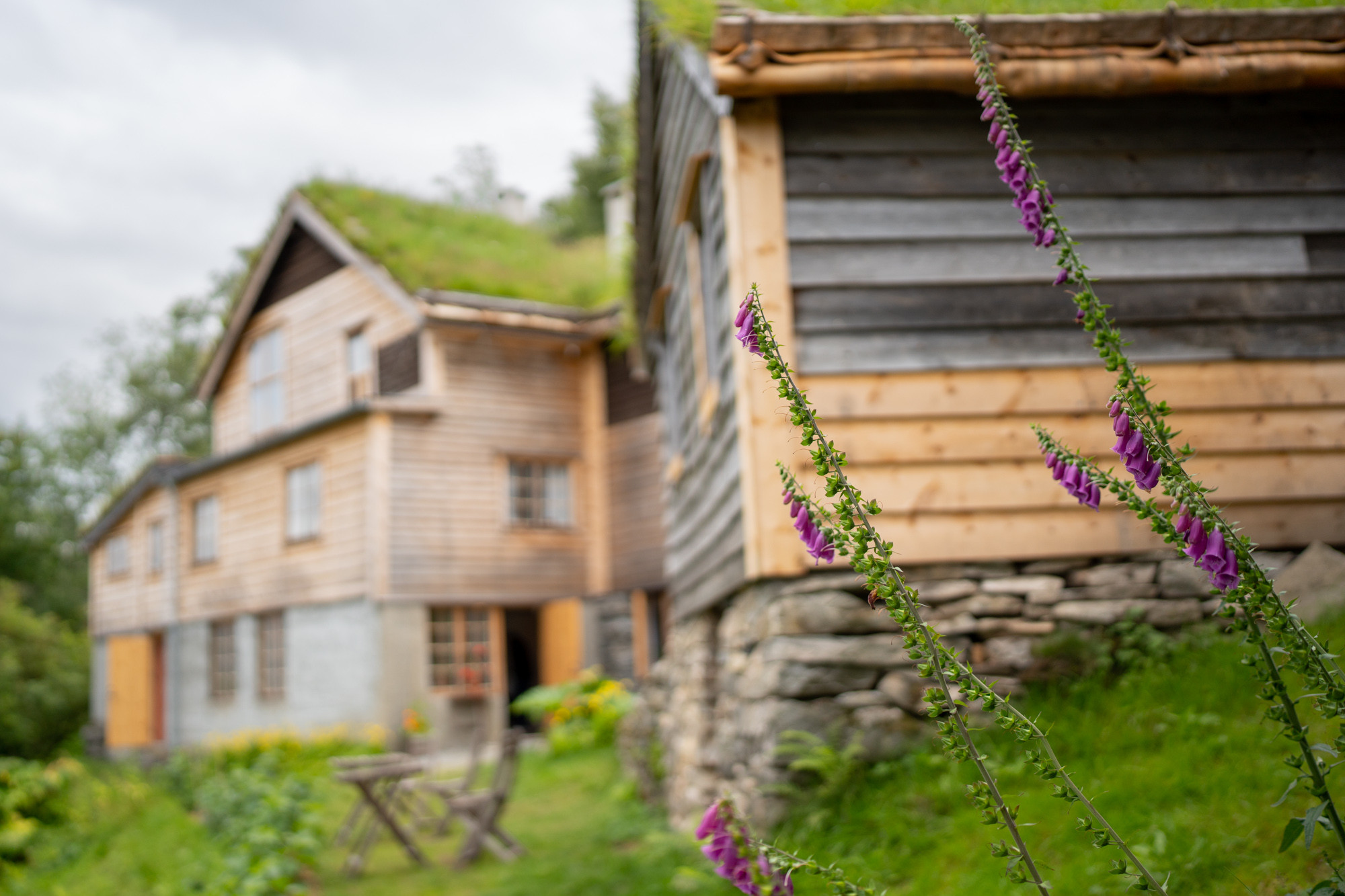 Foxgloves in front of some wooden buildings.