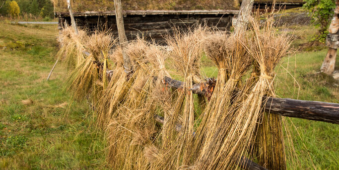 kornaks som heng over eit gjerde av staur.