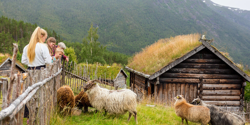 Brune og grå sauer med horn får mat.