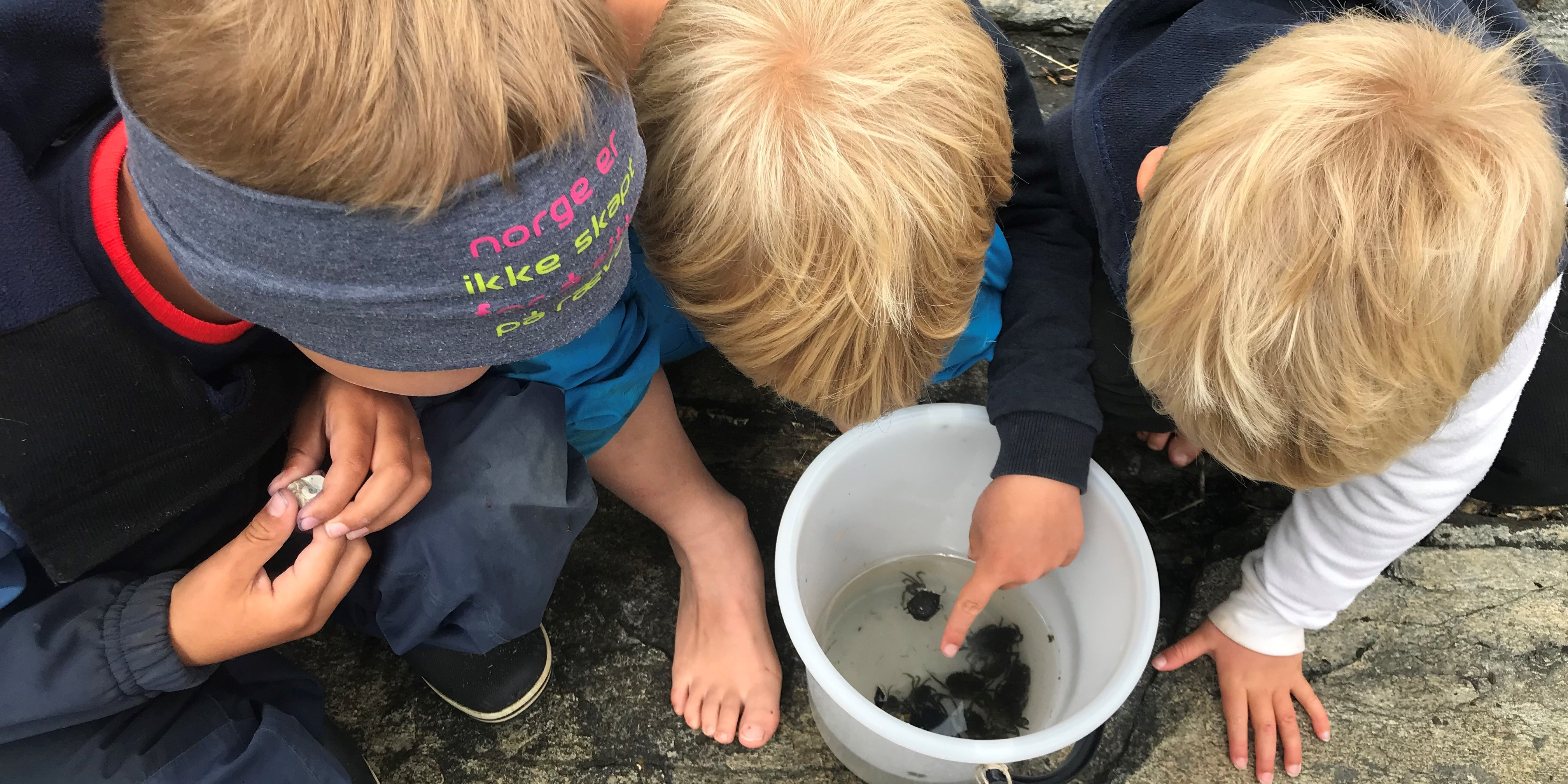 Tre barn studerer små krabber i plastbøtte som er fiska i fjæra