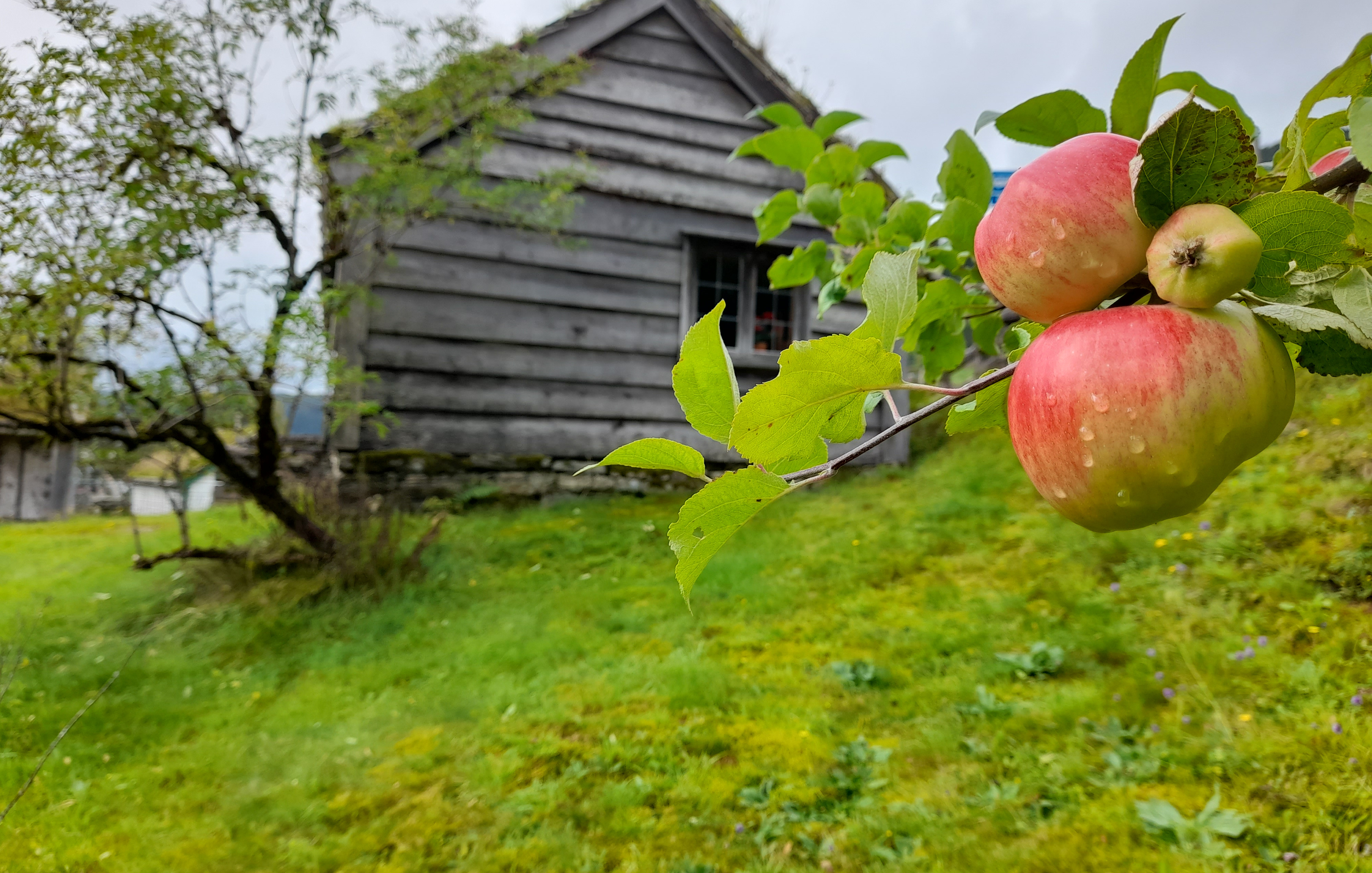 Modne epler heng på ei grein. Gamalt hus i bakgrunnen.