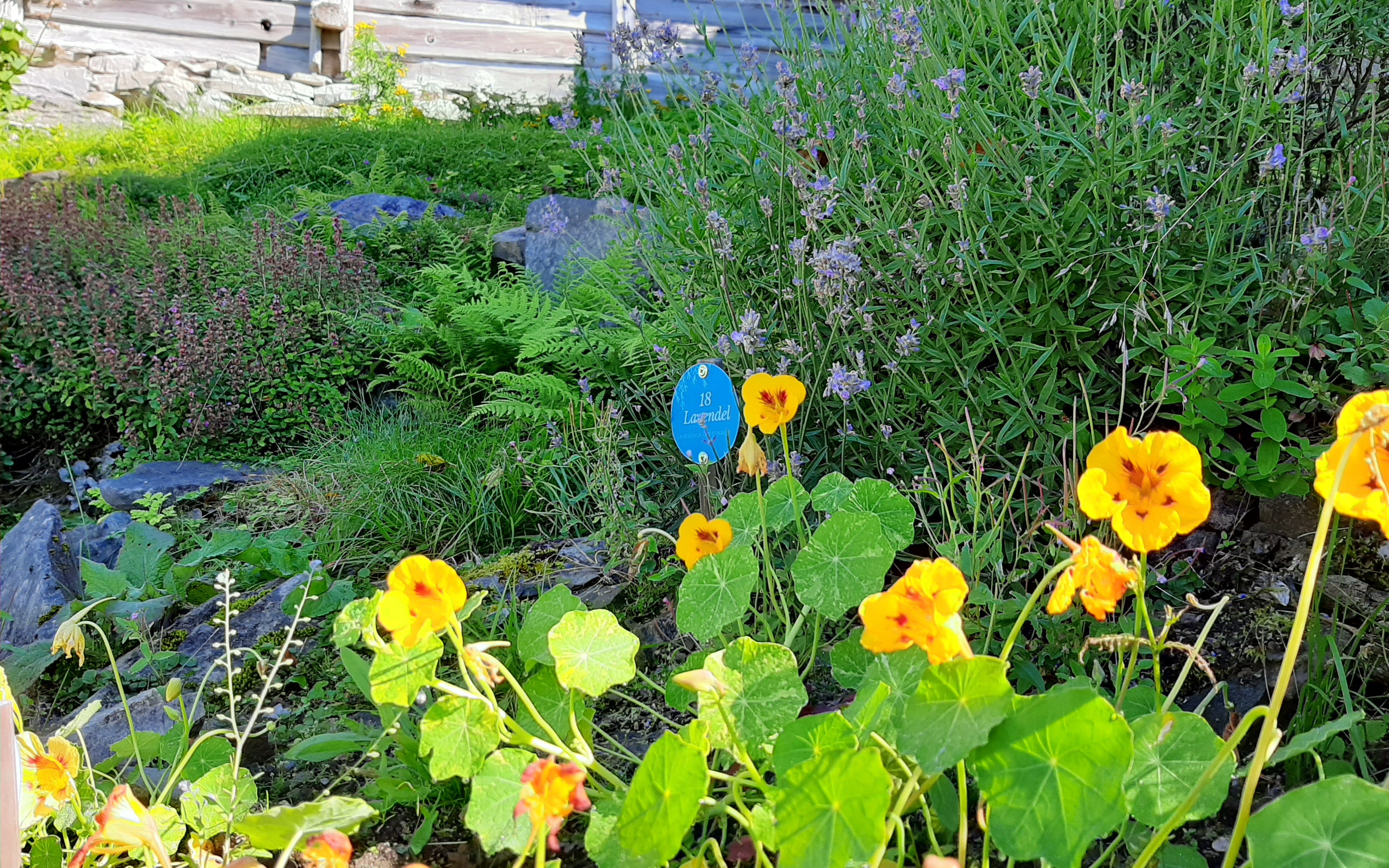 Urtehage med ulike urteplantar. Skilt med teksta Lavendel plassert i Urtehagen. Vegg på trehus som speglar seg i sola i bakgrunnen.