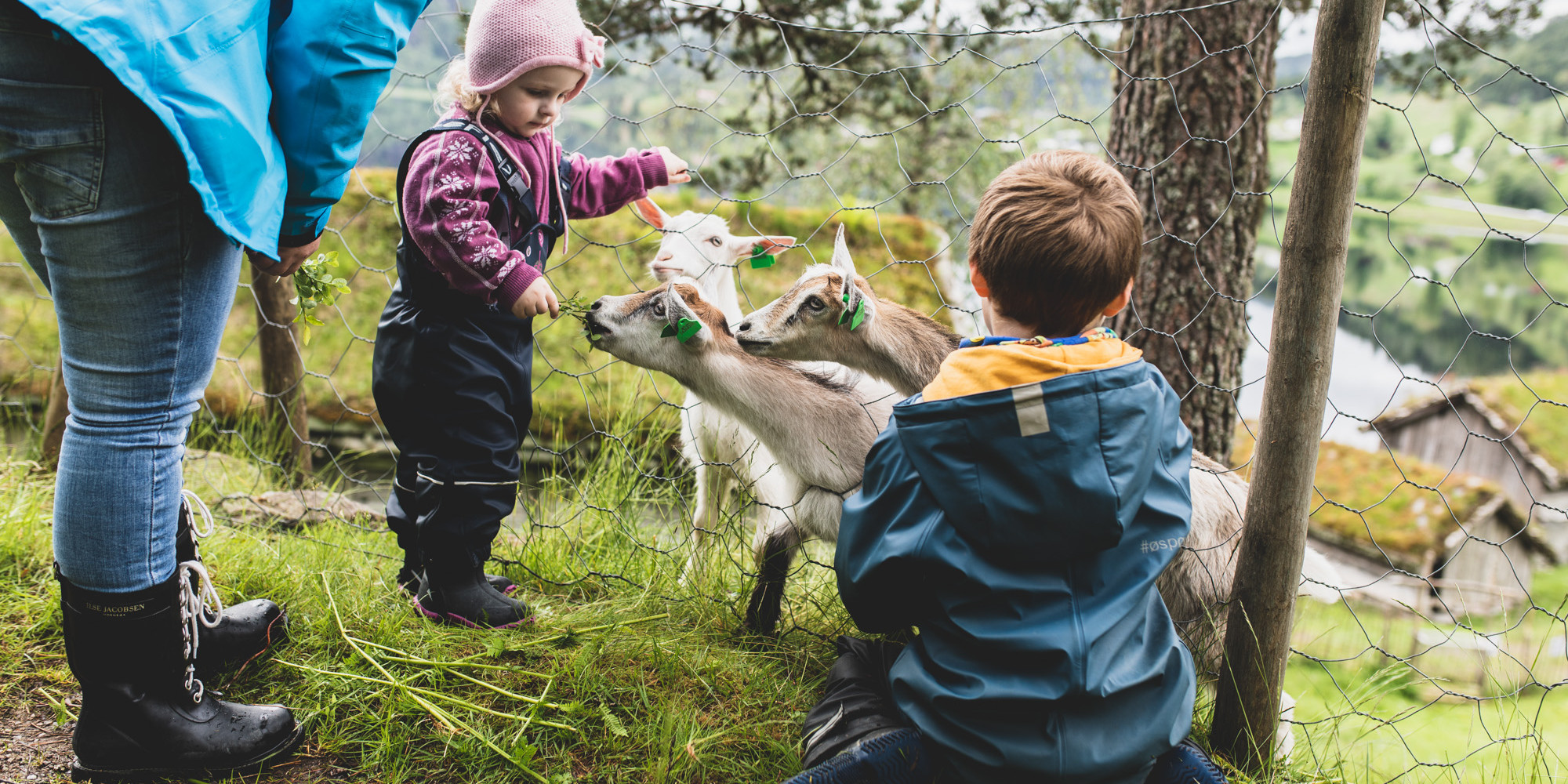 Lita jente gjev gras til geiter. Ein vaksen og ein gut ser på.