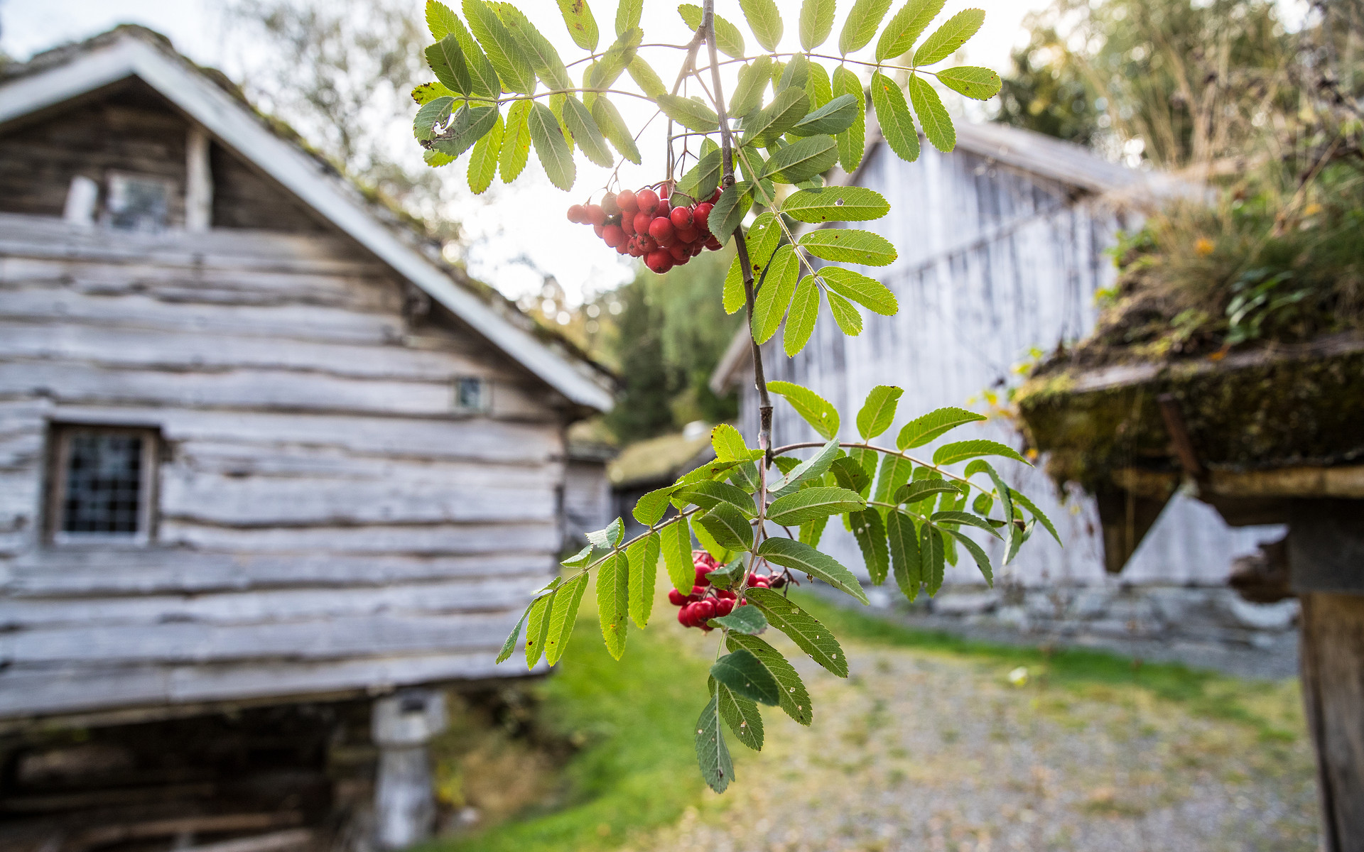 Grein med rognebær framfor eit stabbur i friluftsmuseet