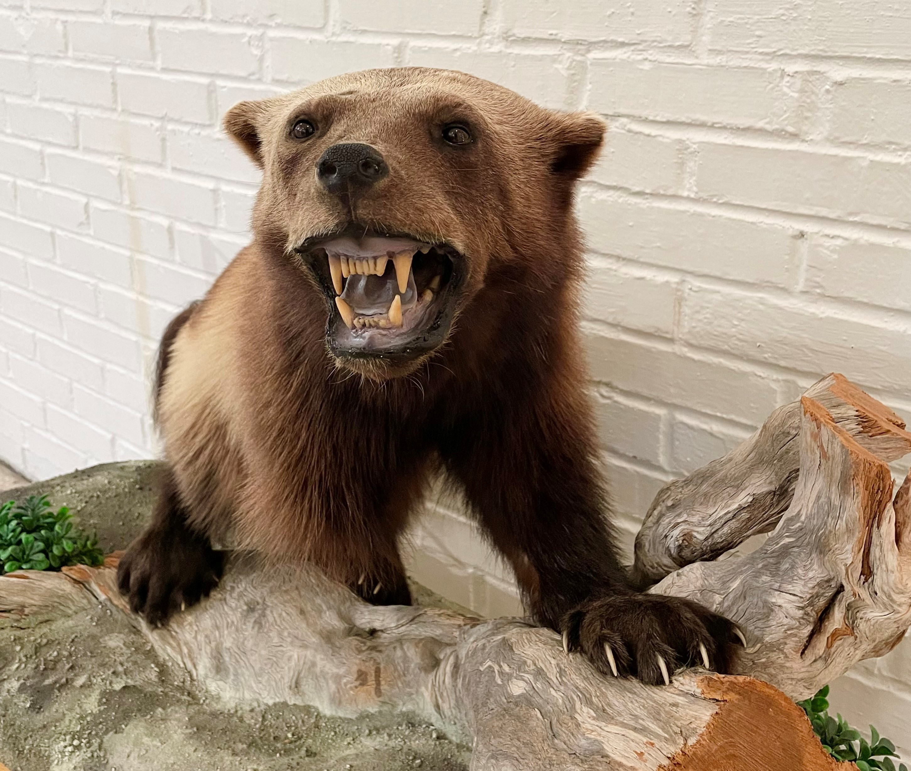 nordfjord-folkemuseum/beskjaertimg-2342.jpg.