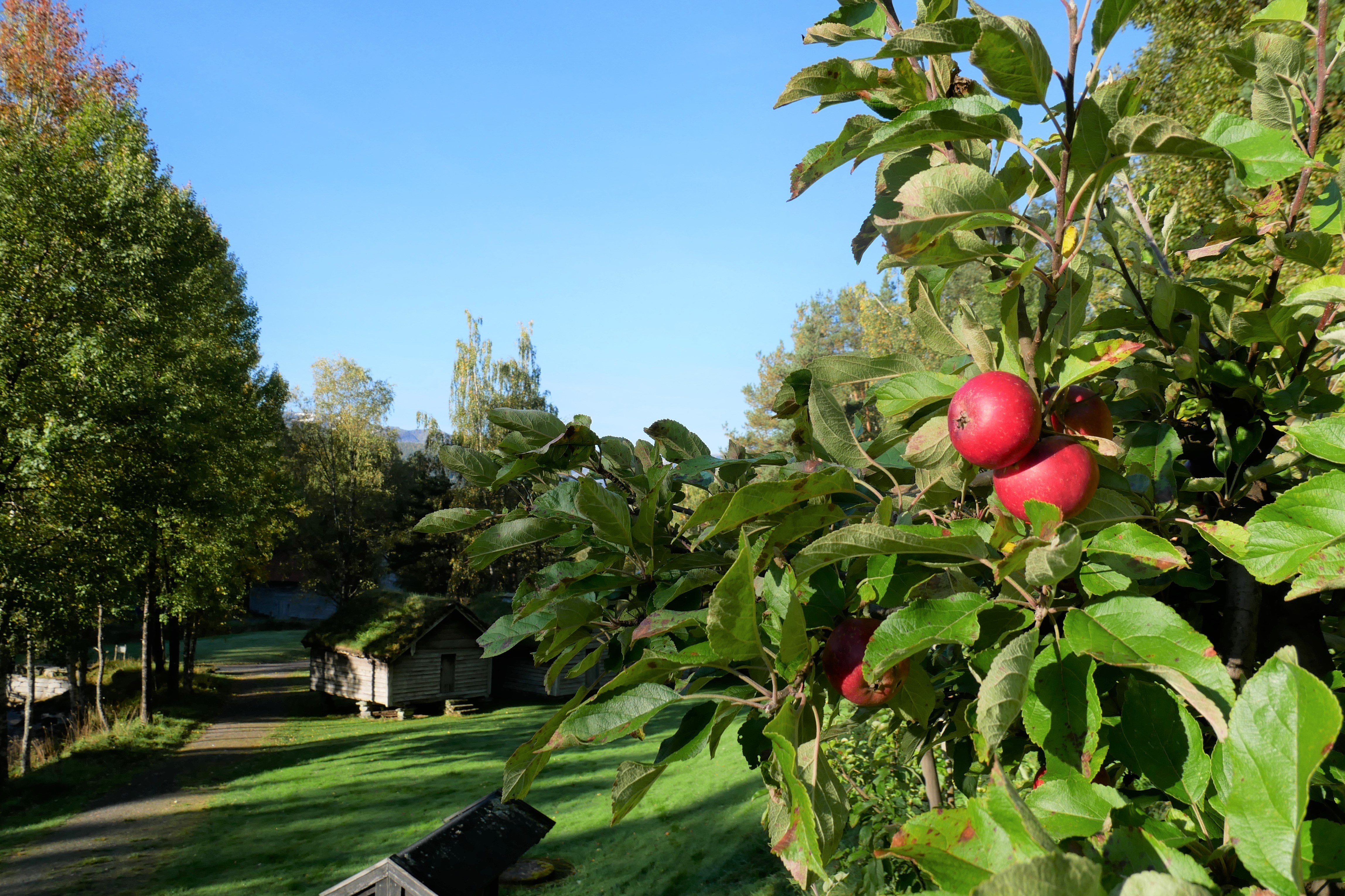 Eple på epletre i friluftsmuseet, i bakgrunnen er det grønne trær og gamle hus.