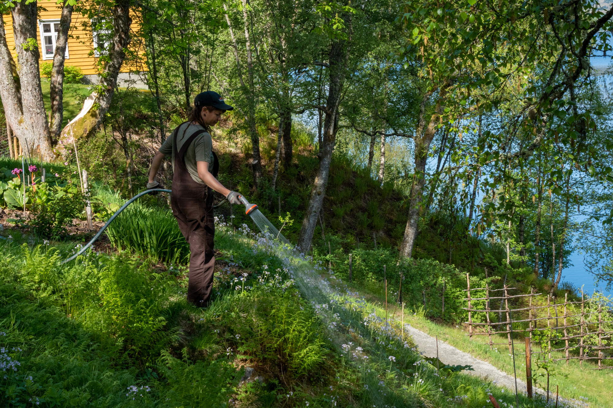 Person i caps og overall som vatnar med hageslange.