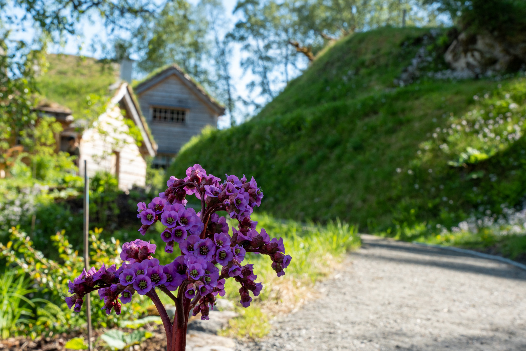 Lilla blomst i forgrunnen av trebygningar i bakke.