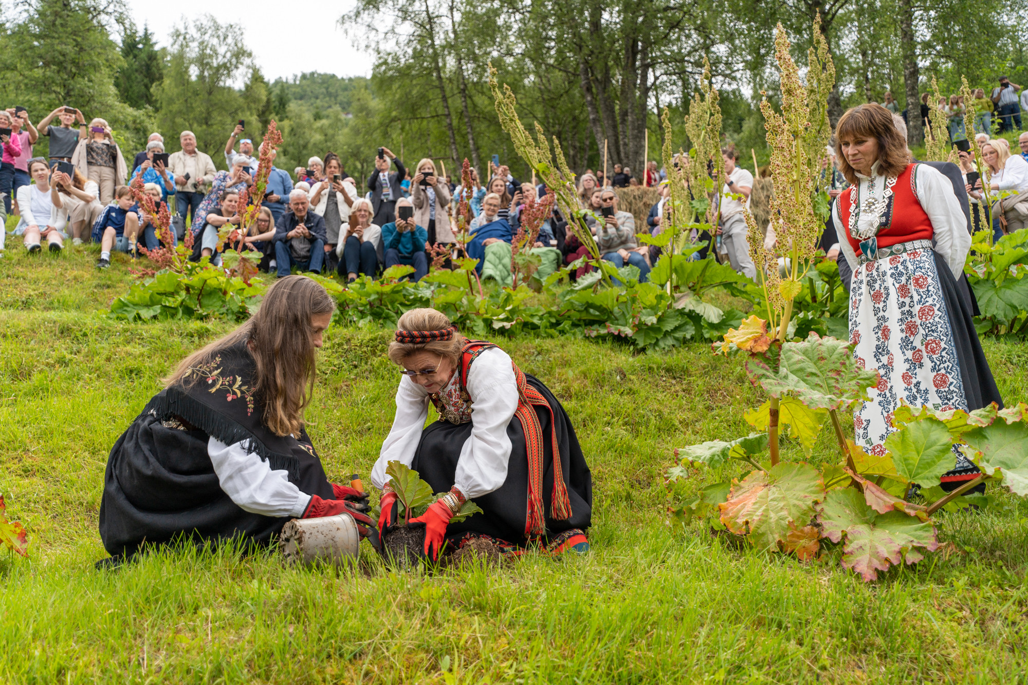 To kvinner i bunad planter rabarbra i grøn eng. Ei anna kvinne i bunad ser på. Bak sit publikum på linje.