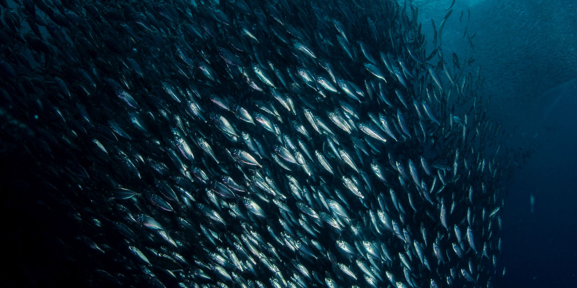 Undervassfoto. Ein stor stim sardiner du ser undafrå.