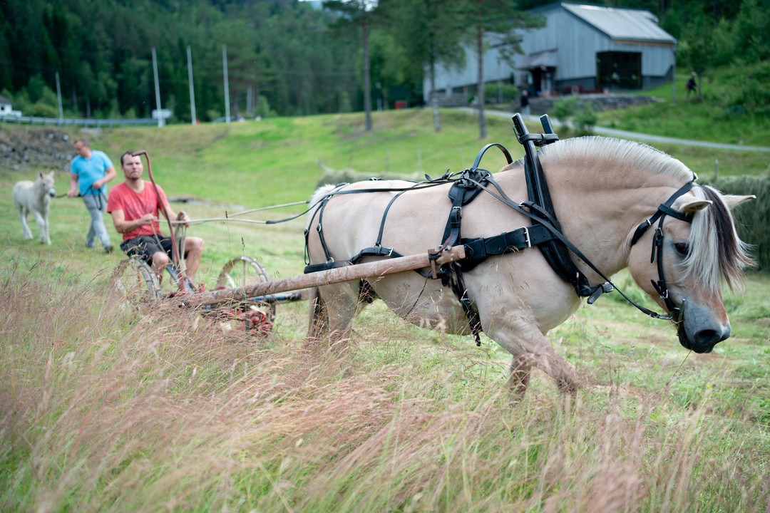 sunnfjord-museum/20230706-2023-07-06-10-22-slattedag-12-22440149-foto_henning_a.__hellebust.jpg.