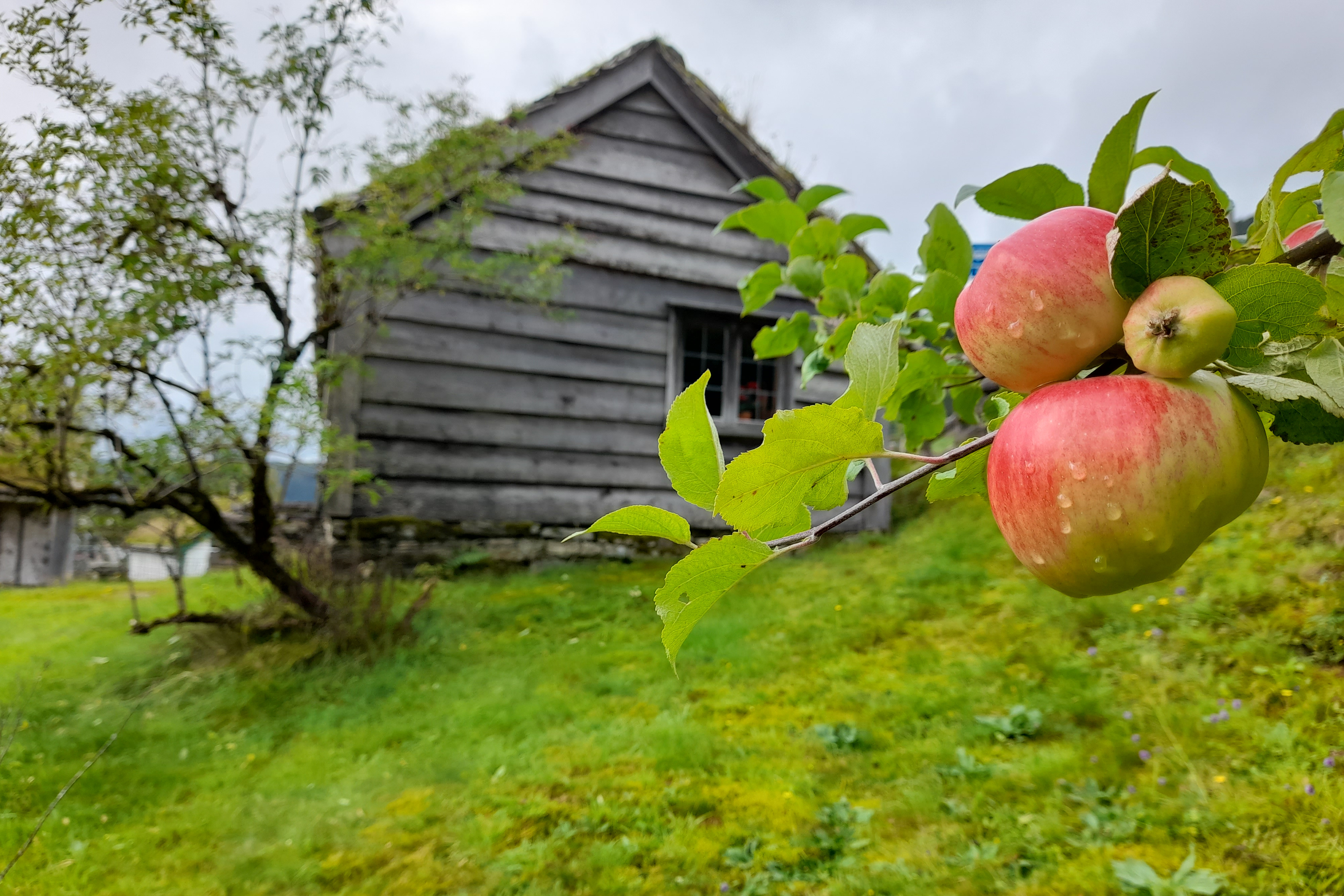 Modne epler heng på ei grein. Gamalt hus i bakgrunnen.