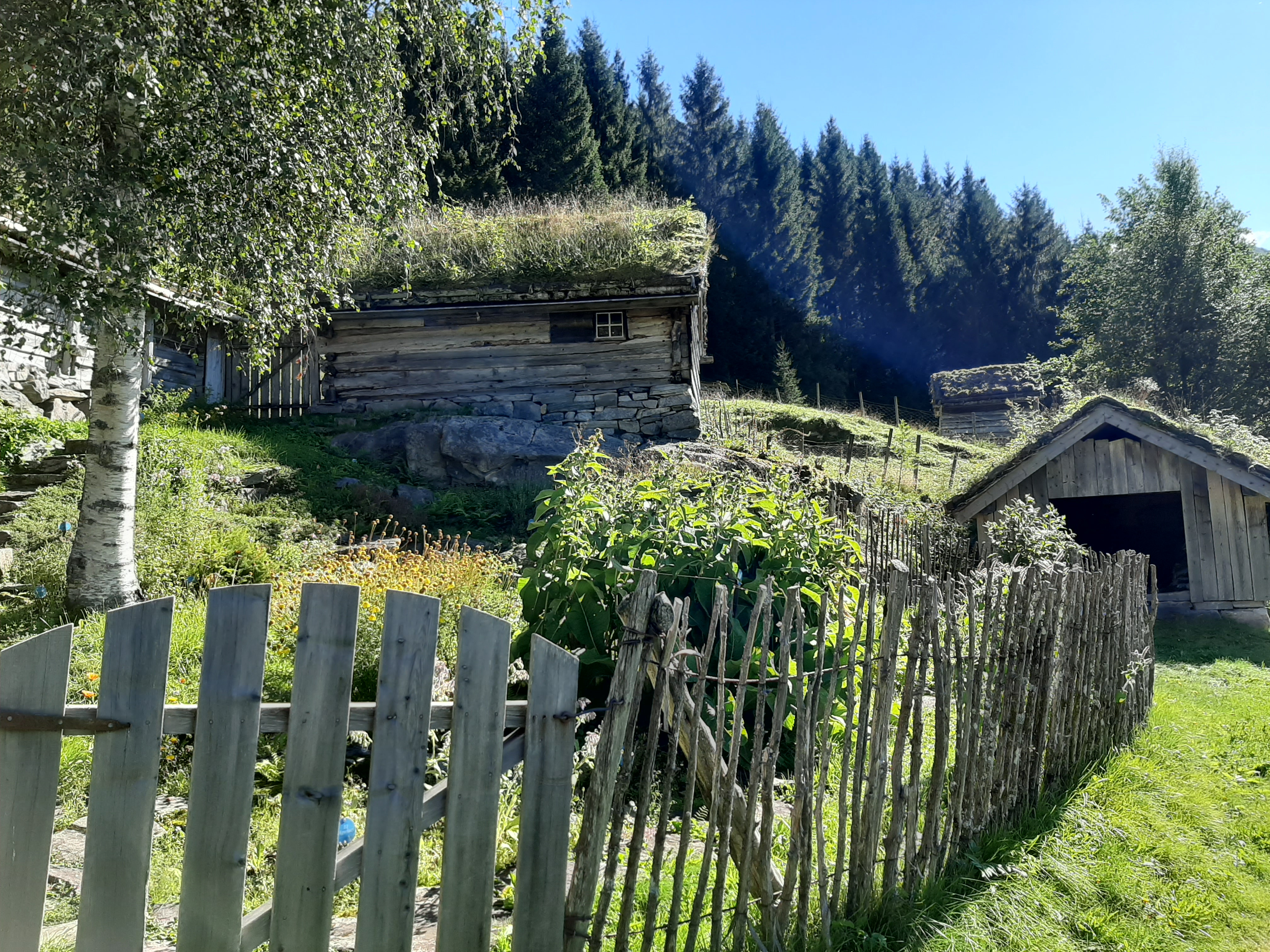 Urtehage med ulike urteplantar . Tregjerde rundt urtehagen. I bakgrunnen ser ein fleire gamle bygningar av tre.
