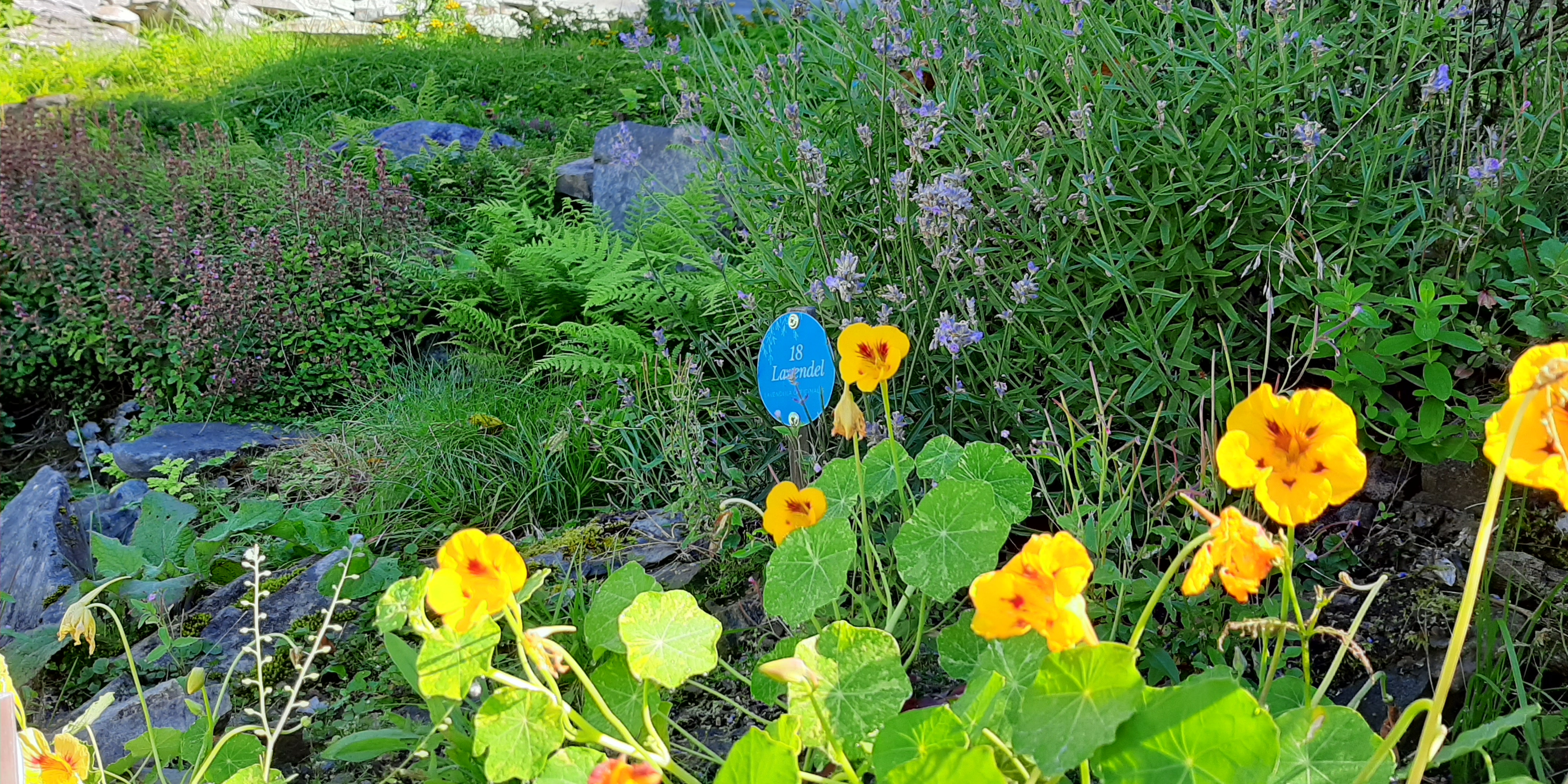 Urtehage med ulike urteplantar. Skilt med teksta Lavendel plassert i Urtehagen. Vegg på trehus som speglar seg i sola i bakgrunnen.