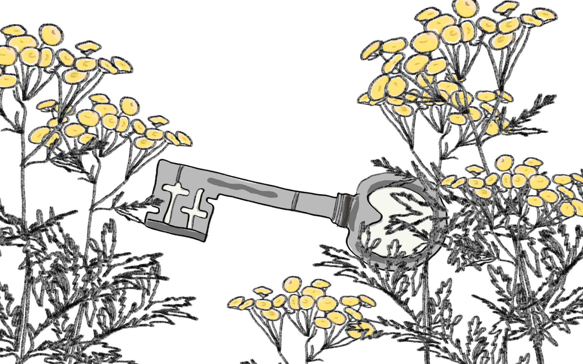 Teikning av gule blomar og ein stabbursnøkkel